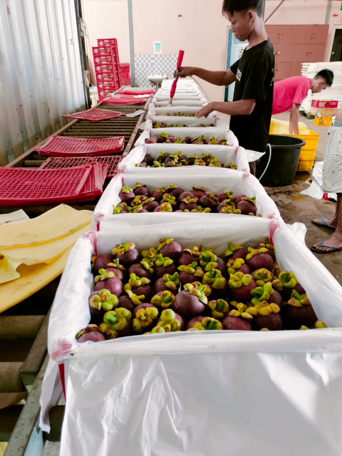 mangosteen packaging example